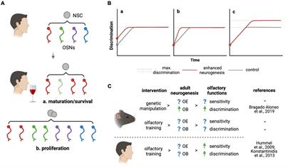 Scent of stem cells: How can neurogenesis make us smell better?